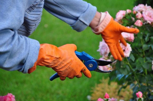 Tree stump removal preparation in a local outdoor space